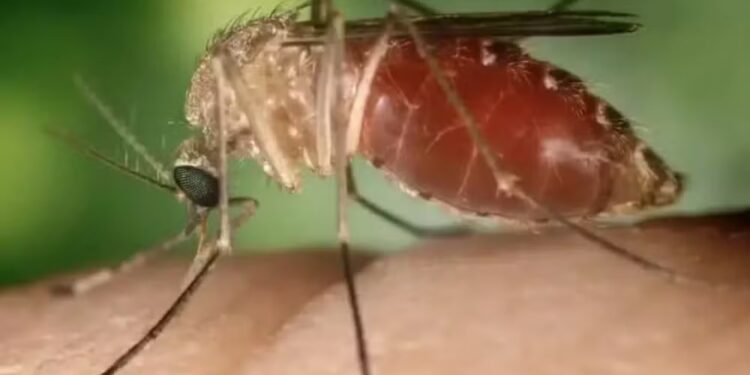 Tocantins confirma dois casos de Febre Oropouche; conheça os sintomas e como prevenir a doença