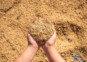 Orizicultores aguardam uma possível valorização do arroz em casca — Foto: Freepik