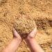 Preço do arroz ao produtor está em torno de R$ 112 a saca