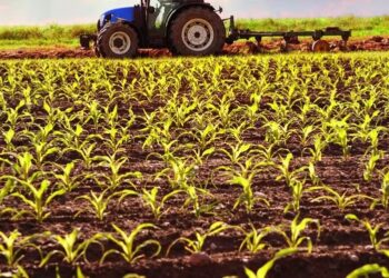 Intenção do governo é baratear significativamente a linha de crédito rural em dólar oferecida pelo BNDES — Foto: Getty Images