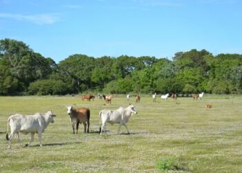 A chegada do inverno e o clima seco pioram as condições das pastagens — Foto: ABPO / Divulgação