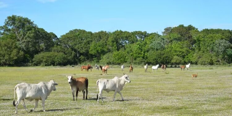 Preço do boi gordo avança com redução de gado vindo de pastos