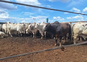 Oferta de animais a pasto para abate diminuiu, ao mesmo tempo em que aumentam os lotes de confinamento — Foto: José Florentino/Globo Rural