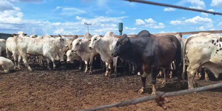 Oferta de animais a pasto para abate diminuiu, ao mesmo tempo em que aumentam os lotes de confinamento — Foto: José Florentino/Globo Rural