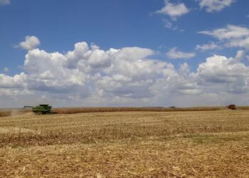 Expectativa é de uma colheita de milho safrinha de 12,95 milhões de toneladas no Paraná — Foto: Gilson Abreu/AEN