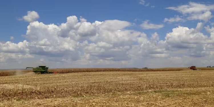Projeção de safra de milho no PR sofre corte, mas produção de trigo deve crescer