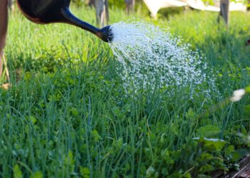 crédito foto: Regiane Rocha/Secom Palmas