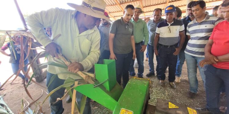 Como apoio do Senar, chácara em Araguatins passou a conseguir lucro com a produção de leite