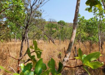 Secretário Marcello Lelis
considera significativas a redução de 31,56% do desmatamento no Cerrado do Tocantins, no mês de junho_Foto Marcel de Paula-Governo do Tocantins