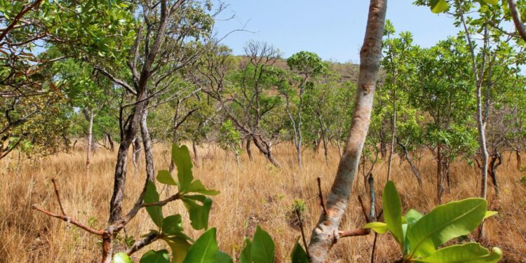 Secretário Marcello Lelis
considera significativas a redução de 31,56% do desmatamento no Cerrado do Tocantins, no mês de junho_Foto Marcel de Paula-Governo do Tocantins