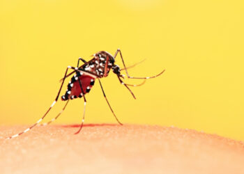 Crédito: Reprodução