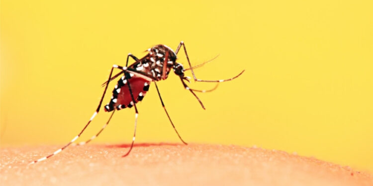 Crédito: Reprodução