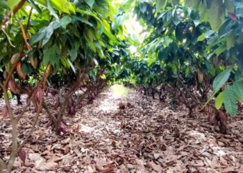 O Tocantins conta com uma área de 133 hectares de produção de cacau e está livre da praga quarentenária-Foto: Adapec/Governo do Tocantins