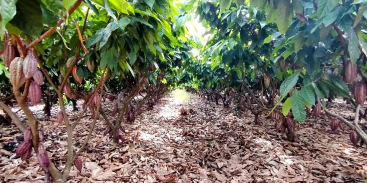 Adapec participa de conferência virtual para discutir ações preventivas sobre praga que atinge cacau e cupuaçu