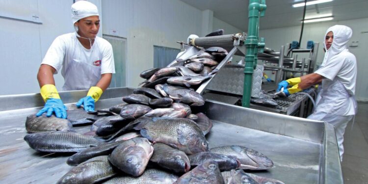 Governo do Tocantins fortalece a pesca e a aquicultura e atualiza dados sobre comercialização de peixe e piscicultura no Estado