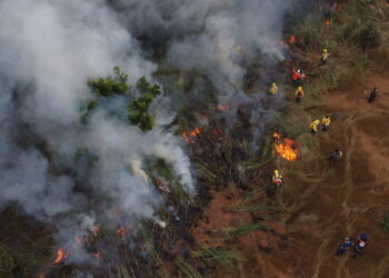 Brigadistas realizam manejo de área na região do Parque Estadual do Cantão
