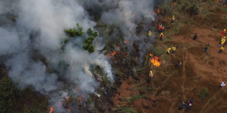 Manejo Integrado do Fogo protege o Cerrado e previne incêndios florestais nas Unidades de Conservação estaduais