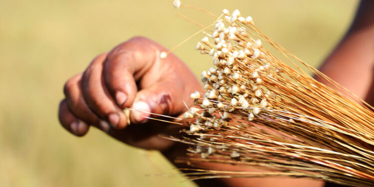Governo do Tocantins orienta sobre prazo final para solicitação de licença de manejo do capim-dourado e buriti