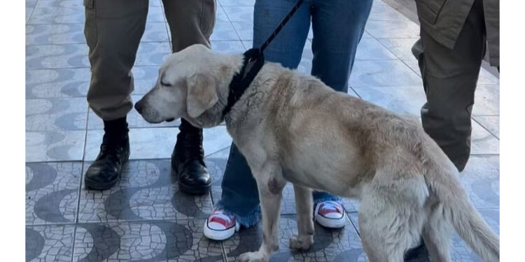 Cachorro com fome e sinais de maus-tratos é resgatado após ser abandonado dentro de casa