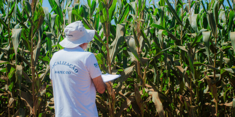 Adapec apresenta resultado do monitoramento do complexo do enfezamento do milho às instituições parceiras