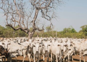 A Adapec também realizará ações de vigilâncias ativas no rebanho de bovídeos na Ilha do Bananal. Foto - Keven Lopes / Governo do Tocantins