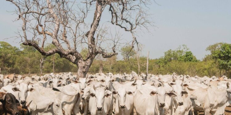 Campanha de declaração de informações pecuárias dos animais da Ilha do Bananal começa 1º de agosto
