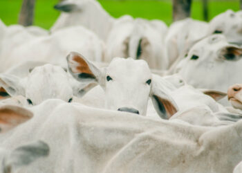 Governo do Tocantins encerra a primeira etapa de vacinação contra brucelose com 94,21% de cobertura vacinal.