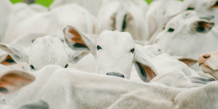 Governo do Tocantins encerra a primeira etapa de vacinação contra brucelose com 94,21% de cobertura vacinal.
