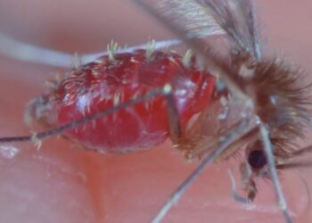 Os dados foram divulgados no Informe Epidemiológico do Tocantins, com atualização em 12 de julho de 2024