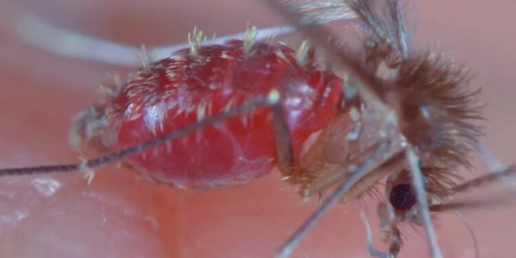 Tocantins apresenta diminuição dos casos de leishmaniose visceral e tegumentar