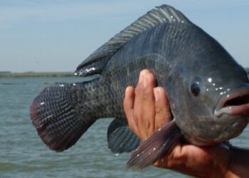 Produção de tilápia no Brasil enfrentou dificuldades em 2023 — Foto: Divulgação Ruraltins