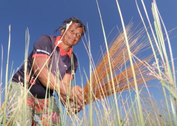 Documento é essencial para garantir o manejo adequado e a preservação das espécies
