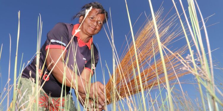 Governo do Tocantins estende prazo para solicitação de licença de manejo do capim-dourado e buriti até 10 de agosto