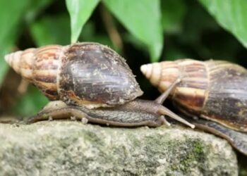 Caracol gicante africano apresenta cerca de 7 a 12 cm na fase adulta e pode colocar até 400 ovos por postura Crédito: Reprodução/ Josué Damacena)