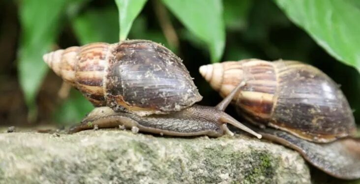 Caracol gicante africano apresenta cerca de 7 a 12 cm na fase adulta e pode colocar até 400 ovos por postura
Crédito: Reprodução/ Josué Damacena)