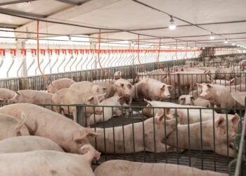 Cenário altista se deve à menor oferta de animais em peso ideal para abate e à demanda externa aquecida — Foto: AgroBisollo/Divulgação