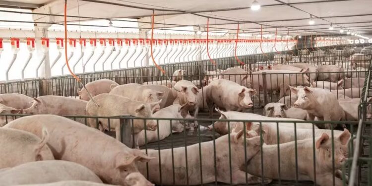 Preços da carne e do suíno vivo começam julho em alta