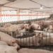 Preços da carne e do suíno vivo começam julho em alta