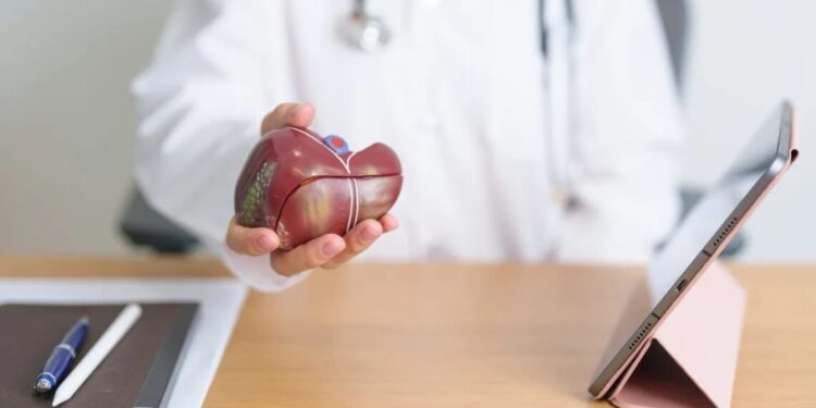 Médico segura um modelo de um fígado humano
Panuwat Dangsungnoen/Getty Images