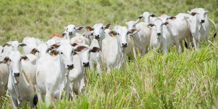 Preço do boi gordo sobe na maioria das regiões pecuárias