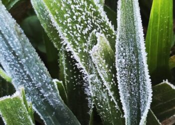 Cidade no interior de Santa Catarina registrou temperatura de 0,1ºC na primeira onda de frio de 2024 Mycchel Legnaghi/Divulgação