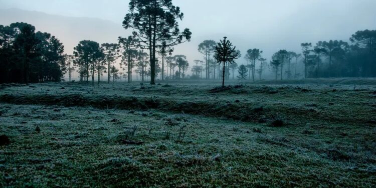 Onda de frio no Sul: como as baixas temperaturas podem afetar plantações