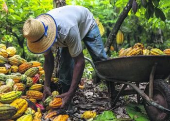Entre janeiro e junho, indústrias receberam 58,3 mil toneladas de cacau — Foto: Maíra Erlich/TNC Brasil - Divulgação