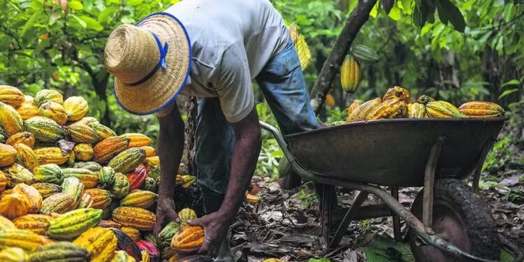 Recebimento de cacau no Brasil cai 37,4% no primeiro semestre de 2024