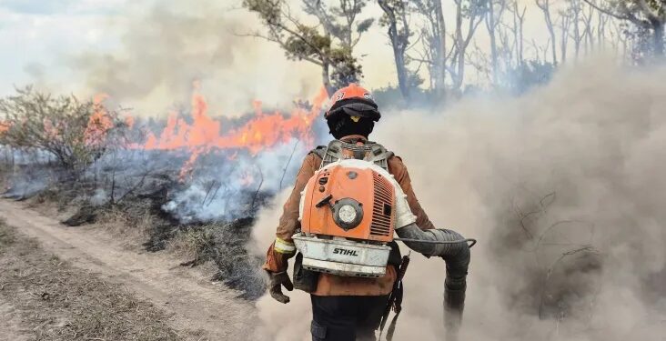 Marina Silva diz que governo já sabe origem de incêndios no Pantanal