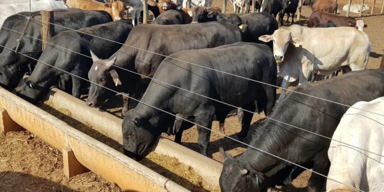 Preço do boi gordo é sustentado por aquecimento nas vendas de carnes