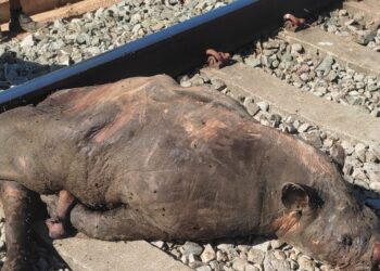 Miracema: Fazendeiros demonstram preocupação com mortes de animais próximo a ferrovia