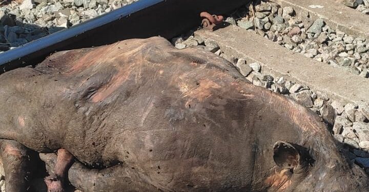 Miracema: Fazendeiros demonstram preocupação com mortes de animais próximo a ferrovia