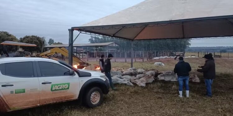 Frio extremo causa morte de quase 100 bois em MS