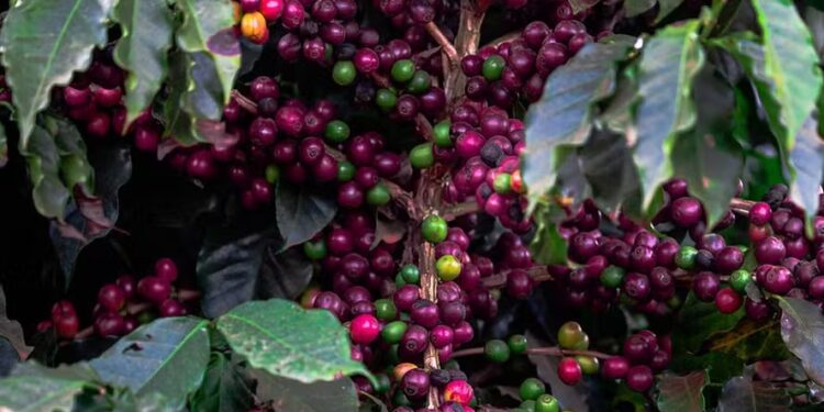 Produtores de café já venderam 33% da safra 2024/25